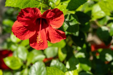 Yeşil yapraklarla çevrili canlı kırmızı bir amber çiçeğinin yakın çekimi. Seçici odak, çiçeğin detaylarını vurgular.