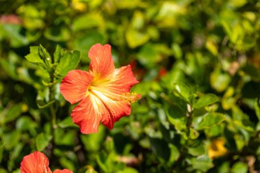 Kırmızı ve sarı bir amber çiçeğinin yakın çekimi yeşil yaprakların arka planında çiçek açar..