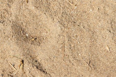 Küçük dallar ve çakıl taşları da dahil olmak üzere dağınık enkaz parçalarıyla açık kahverengi kumların yakın çekim görüntüleri..