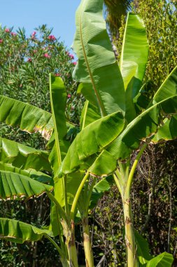Büyük, yeşil yapraklı muz bitkilerinin yakın çekimi. Açık mavi gökyüzünün altında diğer yeşillikler ve pembe çiçekler görülebilir..
