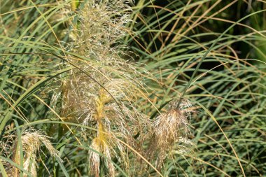 Yakın planda uzun tüylü ve yeşil bıçaklı otlar var. Güneş ışığı bitki yaşamının dokularını ve renklerini aydınlatır..