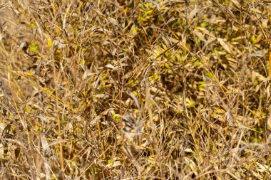 Yeşil yapraklı, sık ve kuru otlara yakın çekim. Ağırlıklı olarak kahverengi ve ten rengi..