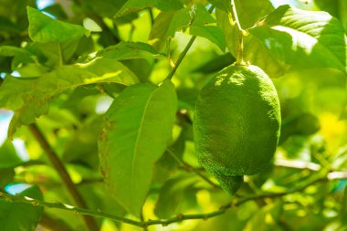 Yeşil yaprakların arasından sarkan yeşil bir limonu yakından çek, parlak güneş ışığı ile aydınlat..