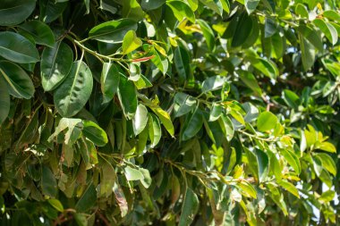 Parlak yeşil yapraklar ve dallar, yoğun bir şekilde paketlenmiş. Güneş ışığı gölgeler ve gölgeler yaratır. Bazı yapraklar hasar gösteriyor..