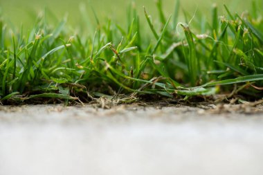 Beton bir yüzeyin yanında büyüyen yeşil çim yapraklarının yakın çekimi. Sığ alan derinliği.