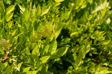 Yaprakların sıkıca sarılı olduğu yemyeşil yaprakların yakın çekimi ve çeşitli yeşil tonlarda derinlik ve doku oluşturur..