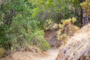 Yeşil ve kuru bitkilerle kaplı topraksı izler bulanık, gölgeli bir ormana çıkıyor..