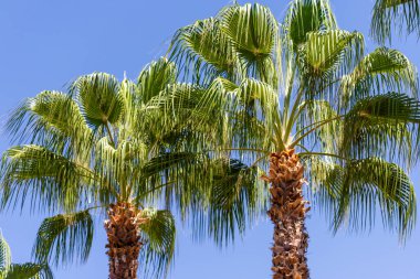 Açık mavi gökyüzüne karşı dokulu gövdeleri ve yeşil yaprakları olan birkaç palmiye ağacı..