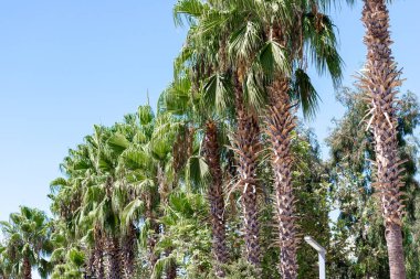 Bir sıra uzun palmiye ağaçları çerçeve boyunca uzanır, açık mavi gökyüzüne karşı yeşil yapraklar sergilenir..