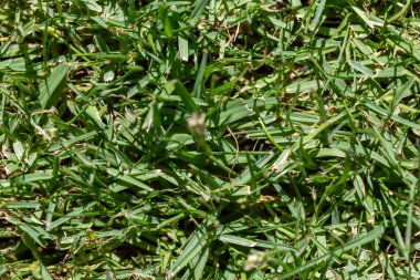 Yakın plan, yeşil çimlerin tam kare görüntüsü. Bazı bıçaklar sarı veya kahverengidir..