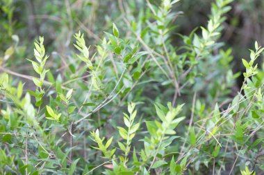 Yeşil yapraklı bitkilerin yakın plan görüntüsü. İnce kahverengi dallar ile odaksız yeşil ve kahverengi arkaplan..
