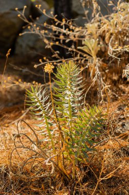 Kurumuş yapraklarla çevrili yeşil yapraklı yeşil bitkilere yakın plan. Arka planda kayalar olan doğal bir ortam..