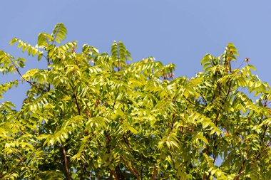 Açık mavi gökyüzüne karşı ağaç dallarındaki parlak yeşil yaprakların yakın çekimi. Yapraklar yoğun ve arka planda, röfle oluşturuyor..
