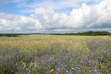 Buğday alan Peygamber ile