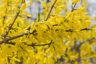 Forsythia çiçek açıyor. Bush bulanık arka planda sarı çiçekler.