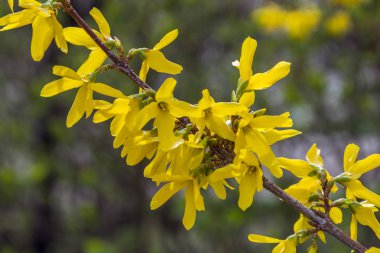 Forsythia çiçek açıyor. Bush bulanık arka planda sarı çiçekler.