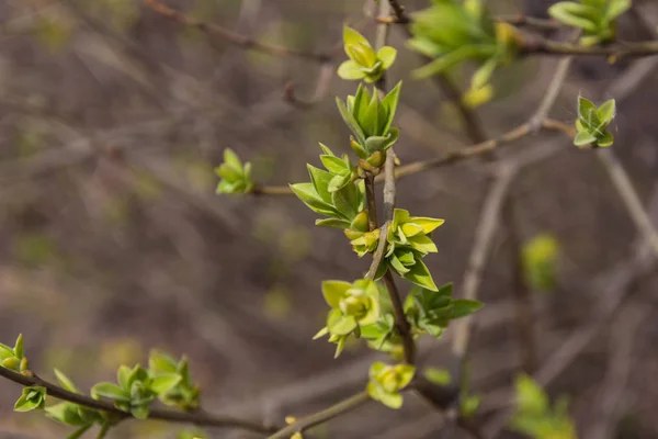 Fa ága nyílt rügyekkel, tavasz — Stock Fotó