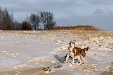 Husky yavrusu bir karda oynarken.