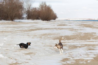 Husky yavrusu bir karda oynarken.