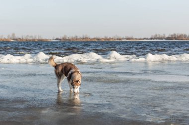 husky köpek portresi. 