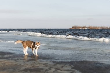 husky köpek portresi. 