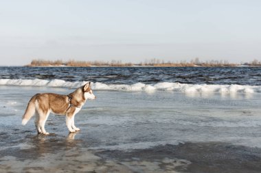 husky köpek portresi. 