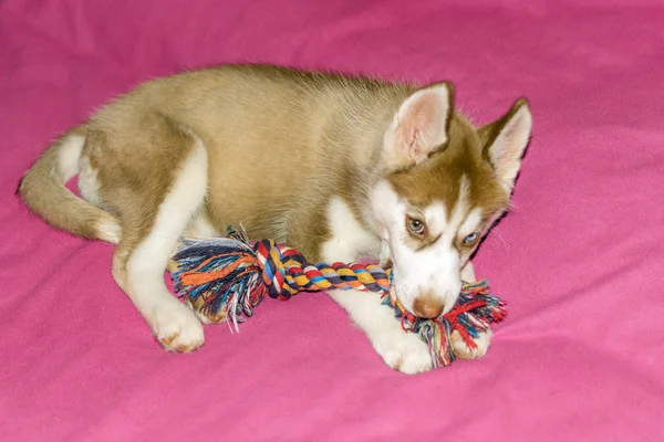 Husky cachorro jugando con el juguete del perro — Foto de Stock