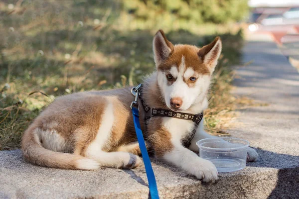Husky cachorro con plato de agua al aire libre . — Foto de Stock