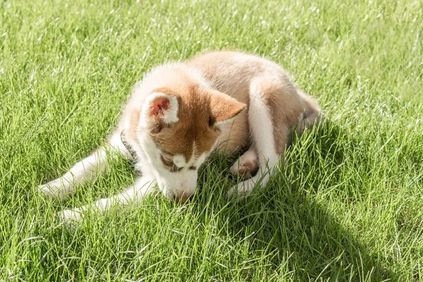 Husky cachorro jugando en un verde hierba al aire libre . — Foto de Stock