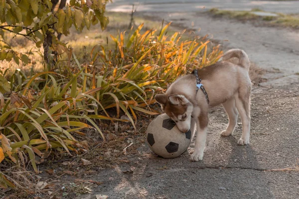 Husky cachorro jugando fútbol . — Foto de Stock