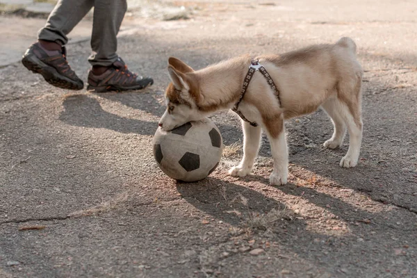 Husky cachorro jugando fútbol . — Foto de Stock
