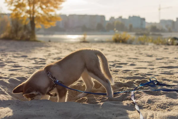 Husky cachorro está cavando un agujero en la playa . — Foto de Stock