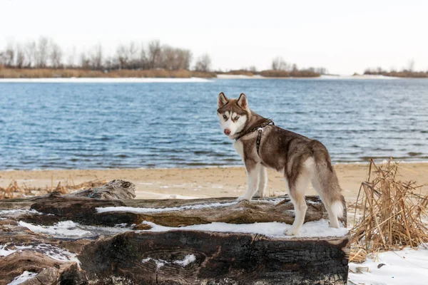 Retrato de perro husky . — Foto de Stock