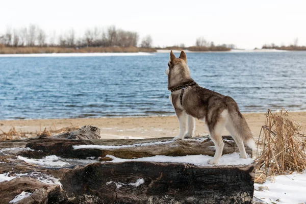 Retrato de perro husky . — Foto de Stock