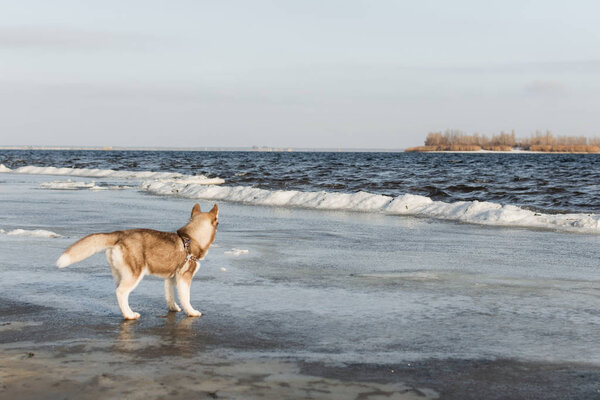 Portrait of husky dog. 