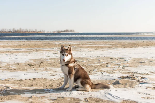 Retrato de perro husky . — Foto de Stock