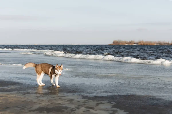 Retrato de perro husky . — Foto de Stock