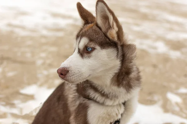 Porträtt av husky hunden. — Stockfoto