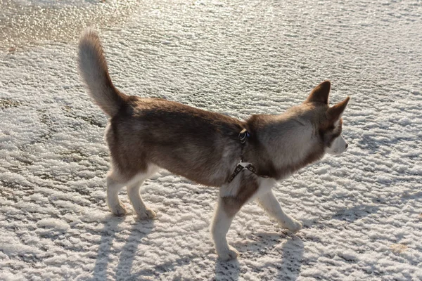 Husky puppy playing in a snow. — Stock Photo, Image