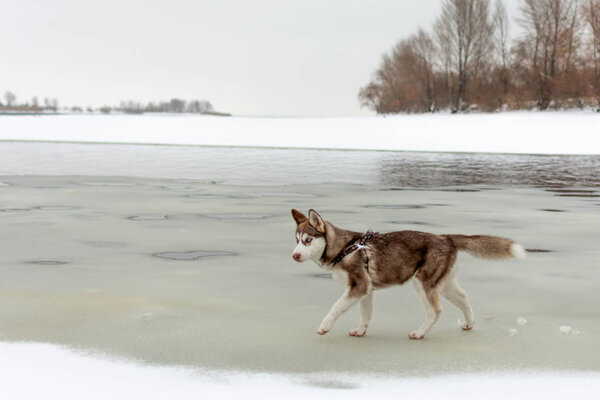 Husky dog walking on the beach. Frozen icy sea.