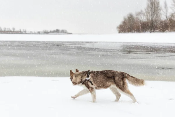 Husky perro paseando en la playa. Mar helado congelado . — Foto de Stock