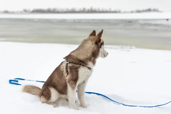 Retrato de perro husky . — Foto de Stock