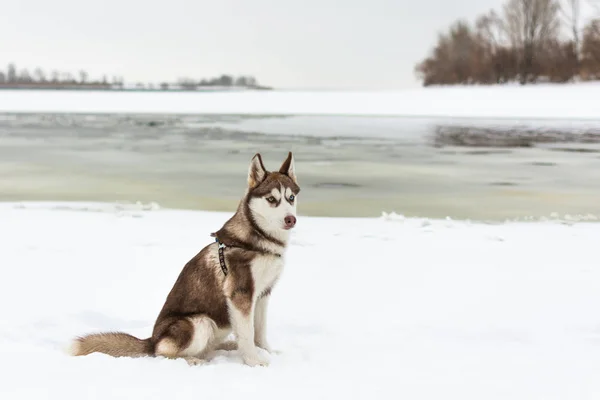 Retrato de perro husky . — Foto de Stock