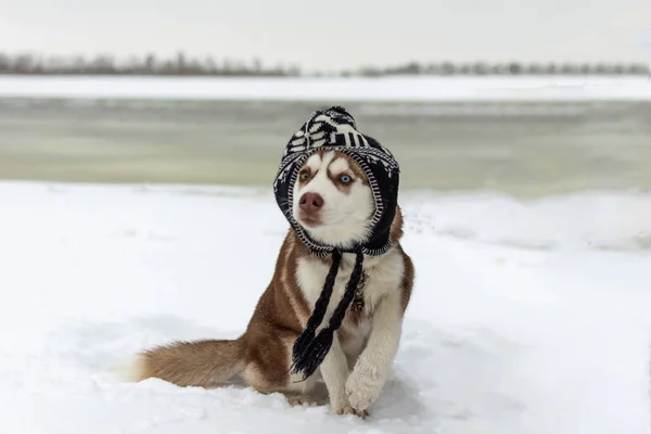 Divertido perro husky en un sombrero . — Foto de Stock