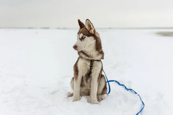 Retrato de perro husky . — Foto de Stock