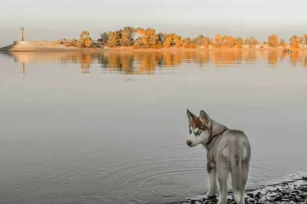 Husky cachorro caminando en la playa del río . — Foto de Stock