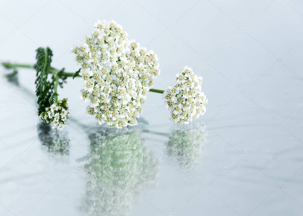 Yarrow herb flower on glass background.