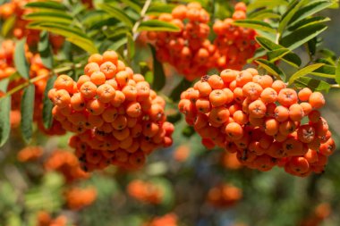 Ağaçta Rowanberry.