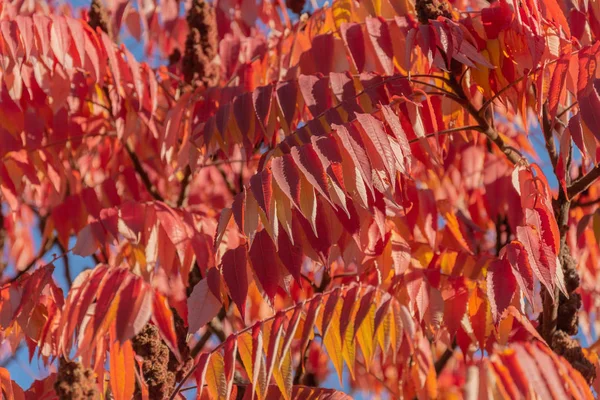 Ветви дерева в красных листьях на голубом фоне неба . — стоковое фото