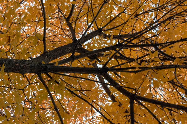 Желтые листья деревьев на голубом фоне неба . — стоковое фото